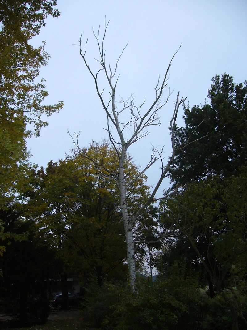 Abgestorben aufgrund von Pilzbefall mit dem Hallimasch und dem Brandkrustenpilz