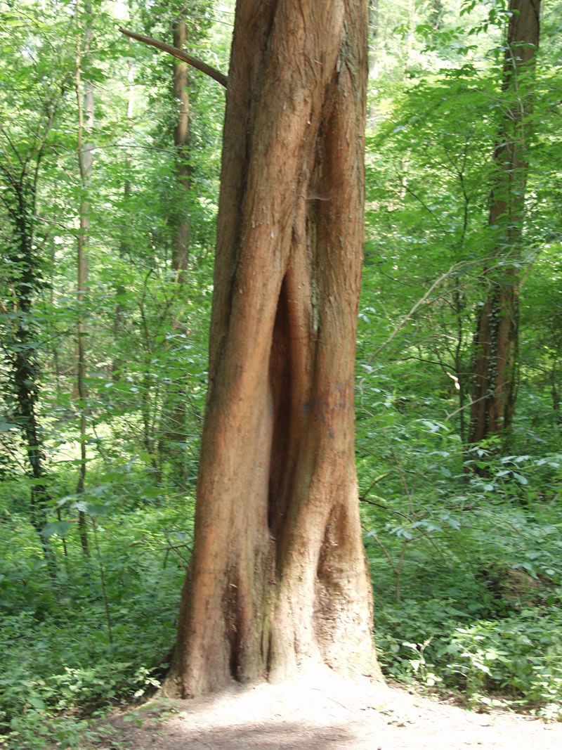 Bizarrer Stamm eines Urwelt Mammutbaumes